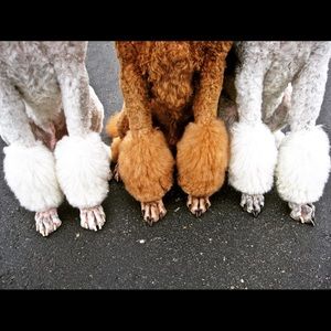 Meet your Posher, Mary